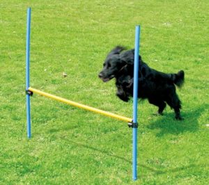 PAWISE Pet Dogs Outdoor Games Agility Exercise Training Equipment Agility Starter Kit Jump Hoop Hurdle Bar