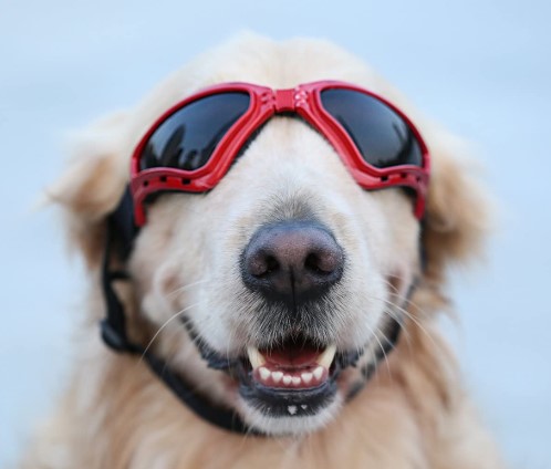PETLESO Large Dog Goggles Eye Protection Pet Sunglasses for Medium Large Dog