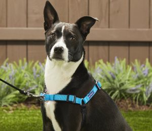 PetSafe Deluxe Padded Easy Walk Dog Harness