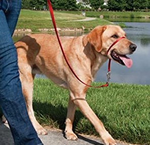 PetSafe Gentle Leader Headcollar, No-Pull Dog Collar