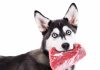 Husky dog holds a piece of raw meat in her mouth