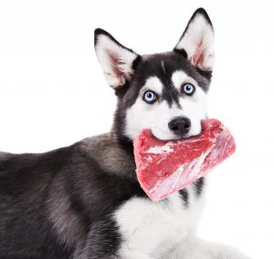 Husky dog holds a piece of raw meat in her mouth