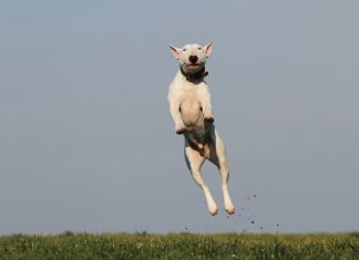 white dog terrier jumping near grass field during daytime