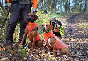 four hunting dogs waiting for a command