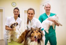 Team of smiling veterinarian with animals at success pet ambulance