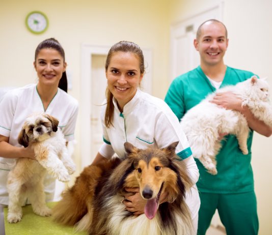 Team of smiling veterinarian with animals at success pet ambulance
