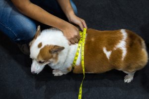 Dog so cute Pembroke Welsh Corgi breed fat body overweight from obesity and fatness check waist scale by soft tape measure or tapeline