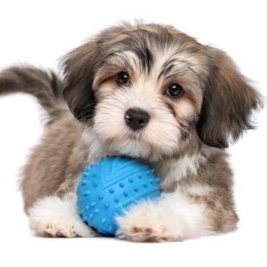Best Toys For Puppies