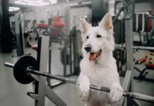 white shepherd dog ready to train in a gym