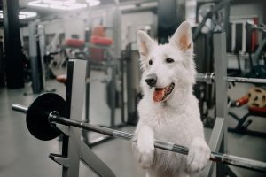 adorable white shepherd dog ready to train in the gym