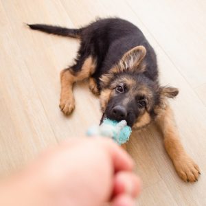German Shepherd Playing With Toy
