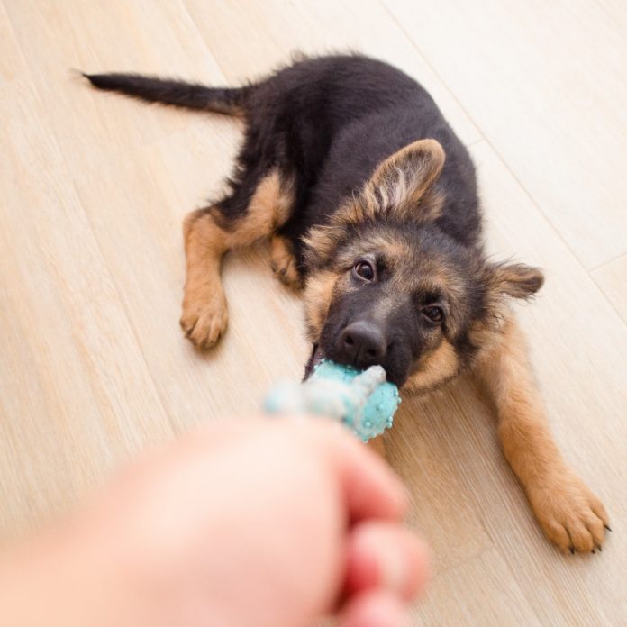 Puppy Toys Best Toys For Puppies Chew, Teething, Soothing Gums