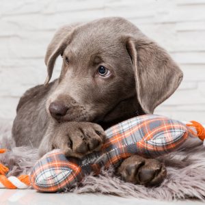 Wondering How to Purchase the Safest Puppy Toy?