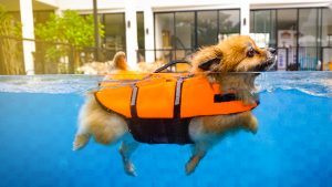 Dog wearing orange life vest swims in the pool