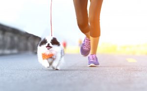 Person runs along with small white and black dog