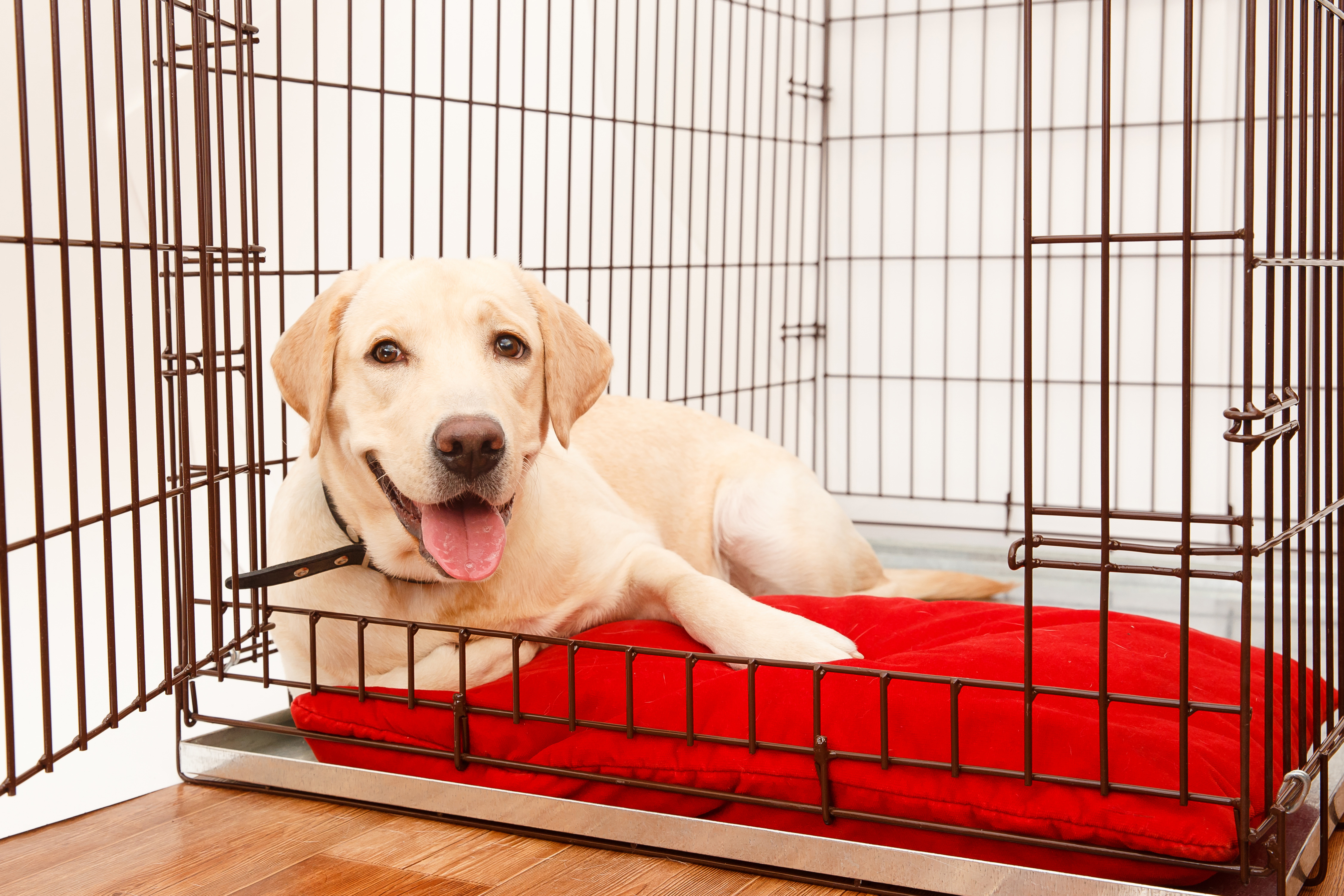 retriever dog kennel ramp