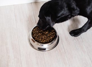 Black labrador at home eating his food in a bowl