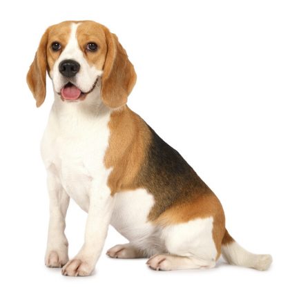 Best Dogs For Seniors Dog Breeds For Older People Dogsrecommend   Beagle Best Medium Sized Dogs For Seniors 420x420 