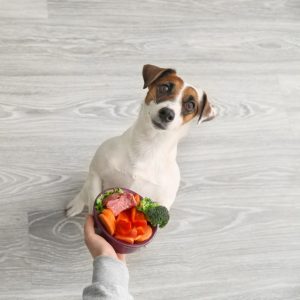 Best Vegetables For Dogs