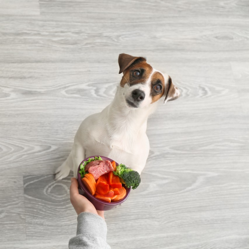 Vegetables For Dogs: Healthy Vegetables For Pets 