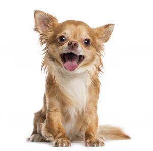 Chihuahua – Best Small Dogs for Seniors