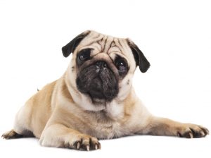 Pug – Best Small Dogs for Seniors