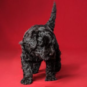 Scottish Terrier – Best Lap Dogs for Seniors