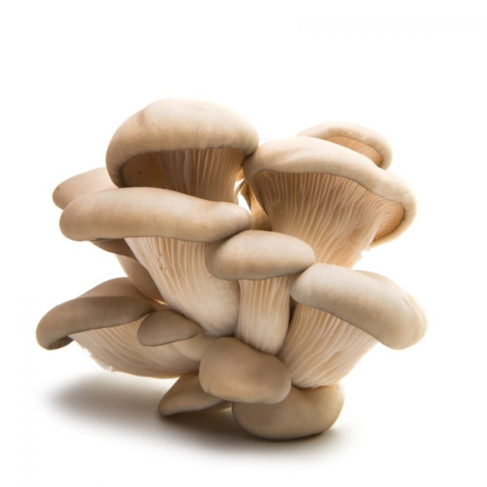 Vegetables For Dogs Healthy Vegetables For Pets