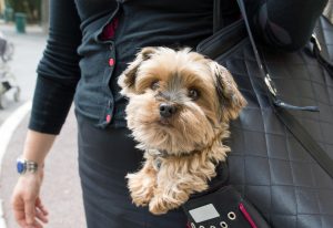 Adorable yorkshire terrier inside shoulder bag carrier of a woman on the street in Paris.