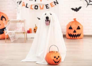 Swiss shepherd dog in halloween costume and pumpkin sitting at home