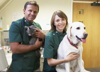 Vetinary Staff With Dog And Cat In Surgery