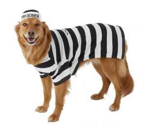 frisco prisoner dog costume