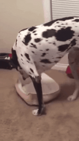Dalmatian dog trying to fit in too small dog bed