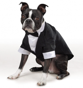 grooms tuxedo for dogs