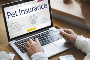 Person filling the online pet insurance quote form
